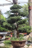 Vạn Niên Tùng G-DT-VNT-001
