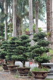 Vạn Niên Tùng G-DT-VNT-001