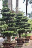 Vạn Niên Tùng G-DT-VNT-001