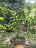 Tùng Kim Cương I-BS-TKC-001