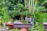 Tùng Ngọc Bích I-BS-TNB-002