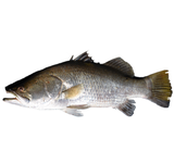 Đạm cá cô đặc