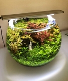 Bể cá mini các loại