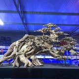 Cây giả trang trí bể cá