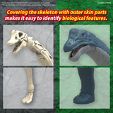 PLANNOSAURUS Brachiosaurus