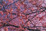 Dubllefilm Bubblegum - ISO 200 - 120mm