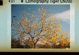 Lomography Tiger Color Negative - ISO 200 - 24 Exp - 110mm