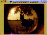 Lomography Lobster Redscale -  Film 110 -  ISO 200 - 24 Exp