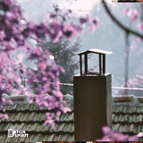 Lomochrome Purple - ISO 100-400 - 36 Exp - 35mm