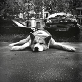 Lomography Lady Grey BW - ISO 400 - 120mm