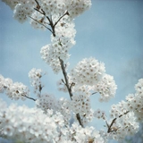 Lomography Color Negative - ISO 100 - 12Exp  - 120mm
