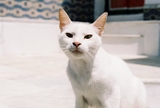 Kodak Pro Image 100 - ISO 100 -  36 Exp - Film 135mm
