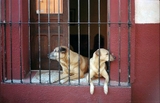 Kodak Pro Image 100 - ISO 100 -  36 Exp - Film 135mm