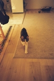 Dubblefilm Stereo - 200 ISO - 35mm