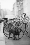 Ilford FP4 Plus 125 - B/W film - ISO 125 - 35mm - 36 exp