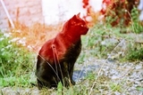 KONO! Original Film - 35mm film - ISO 100-400 - 36exp