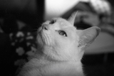 Ilford PanF Plus 50 BW Film - 35mm BW Film - 36exp - ISO 50