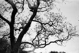 Ilford Delta 100 BW Film - 35mm BW Film - 36exp - ISO 100
