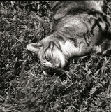 ILFORD DELTA 100 Professional - BW Film - 8-16exp - 120 Film - ISO 100