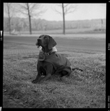 ILFORD DELTA 400 Professional - BW Film - 8-16exp - 120 Film - ISO 400