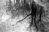 ILFORD DELTA 400 Professional - BW 135mm Film - 36 Exp - ISO 400