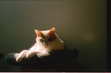 Cinestill 50D - 35mm Film - Color Negative Film - 36 Exp - ISO 50