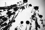 Agfa APX 100 - 35mm Film - ISO 100 - 36 Exp - BW Film