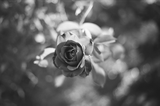 Agfa APX 100 - 35mm Film - ISO 100 - 36 Exp - BW Film