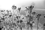 Agfa APX 400 - 35mm Film - ISO 400 - 36 Exp - BW Film