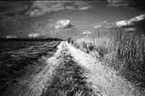 Adox CMS 20 II - 35mm Film - ISO 20 - 36 Exp - BW Film