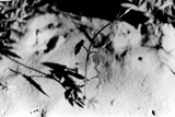 Adox CMS 20 II - 35mm Film - ISO 20 - 36 Exp - BW Film