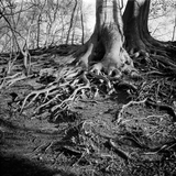Adox CHS 100 II - 120 Film - ISO 100 - 8-16 Exp - BW Film