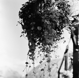Adox CHS 100 II - 120 Film - ISO 100 - 8-16 Exp - BW Film