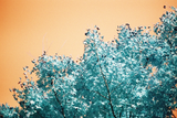 LomoChrome Turquoise - Film 110 - ISO 100-400 - 24 Exp