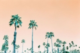 LomoChrome Turquoise - Film 110 - ISO 100-400 - 24 Exp