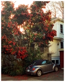 Cinestill 400D ISO 400 35mm