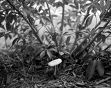 Kodak Tmax 100 - 120 BW Film - ISO 100 - 8-16Exp - Roll