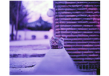 Lomochrome Purple - ISO 400 - 10-16Exp - 120mm