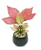 Hoa các loại, cây cảnh cây phong thủy, cây công trình