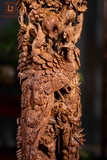 CHIM PHƯỢNG SƯA GIÀ 17463