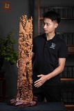 CHIM PHƯỢNG SƯA GIÀ 17463