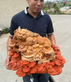 CÓC HOÀNG ĐÀN 19164