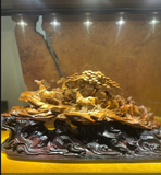 BÁT MÃ SƯA GIÀ QUẢNG BÌNH BH 19453