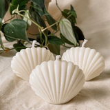 Nến Tạo Hình Sò DAMAS