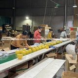 Sản xuất nến thơm theo yêu cầu