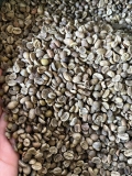 Cà Phê Nhân Arabica - CBU S16+