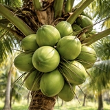 Dừa tươi nội địa