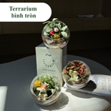 Terrarium bình tròn