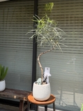 Queensland bottle tree - Cây thân chai úc