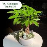 TC kim ngân trụ bẹt M